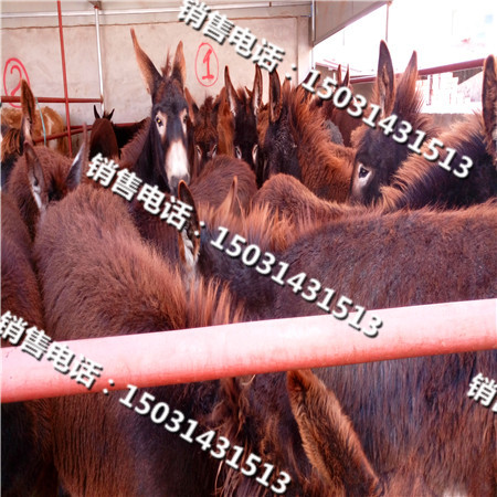 驴苗价格
